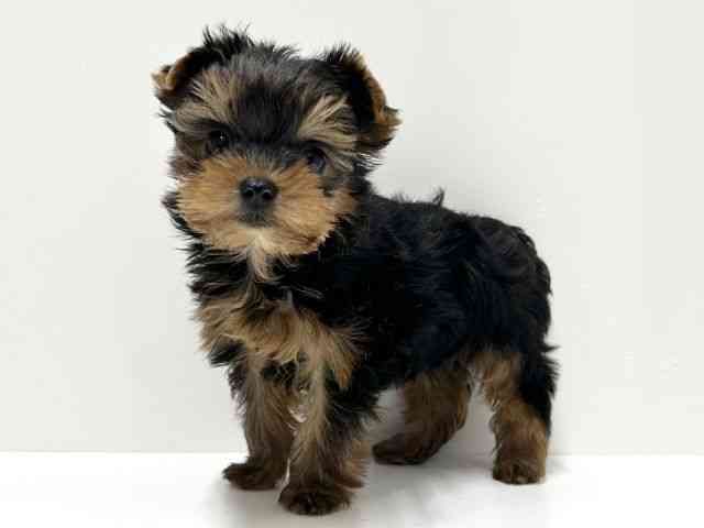 愛知県のヨークシャーテリア (ひごペットフレンドリーららぽーと名古屋みなとアクルス店/2026年1月25日生まれ/男の子/スチールブルータン)の子犬の2枚目の画像