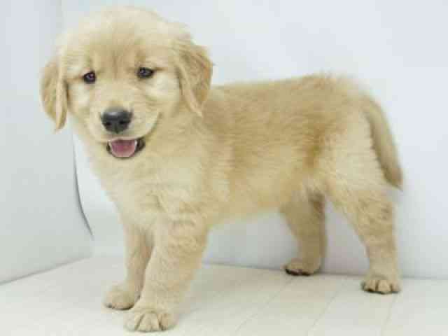 福岡県のゴールデンレトリバー (ひごペットフレンドリーゆめタウン筑紫野店/2026年2月3日生まれ/女の子/ゴールデン)の子犬の2枚目の画像