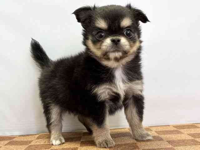 愛媛県のチワワ(ロング) (ひごペットフレンドリーエミフルMASAKI店/2026年2月2日生まれ/女の子/ブラックタン)の子犬の2枚目の画像