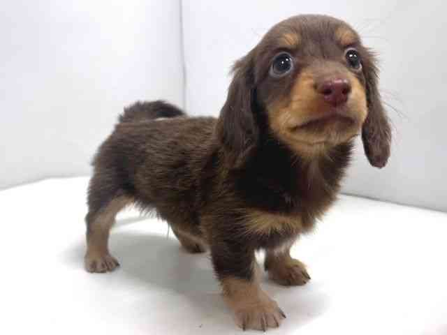 奈良県のミニチュアダックスフンド(ロング) (ひごペットフレンドリー奈良パワーシティ店/2026年1月30日生まれ/男の子/チョコレートタン)の子犬の2枚目の画像