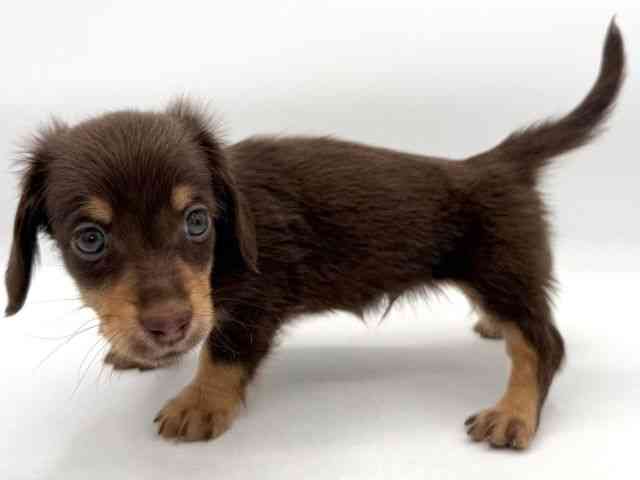 大阪府のミニチュアダックスフンド(ロング) (ひごペットフレンドリーイオンそよら海老江店/2026年1月30日生まれ/男の子/チョコレートタン)の子犬の2枚目の画像