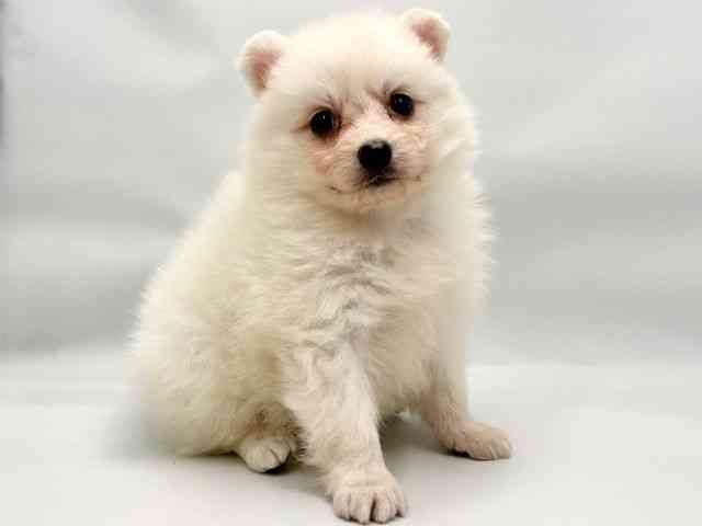 大阪府の日本スピッツ (ひごペットフレンドリー東淀川店/2026年2月1日生まれ/女の子/ホワイト)の子犬の2枚目の画像