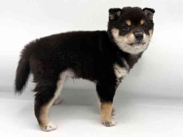 大阪府の柴犬(標準サイズ) (ひごペットフレンドリーららぽーとEXPOCITY店/2026年2月1日生まれ/男の子/黒)の子犬の2枚目の画像