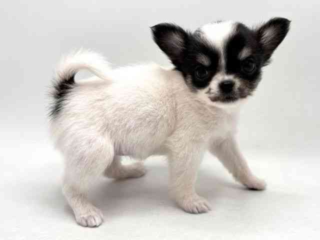 奈良県のチワワ(ロング) (ひごペットフレンドリー田原本店/2026年2月1日生まれ/女の子/ホワイトブラックタン)の子犬の2枚目の画像