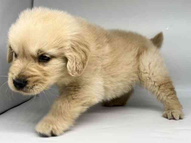 徳島県のゴールデンレトリバー (ひごペットフレンドリーゆめタウン徳島店/2026年1月30日生まれ/男の子/ゴールデン)の子犬の2枚目の画像