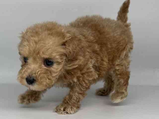 徳島県のトイプードル(トイ) (ひごペットフレンドリーゆめタウン徳島店/2026年1月24日生まれ/女の子/アプリコット)の子犬の2枚目の画像