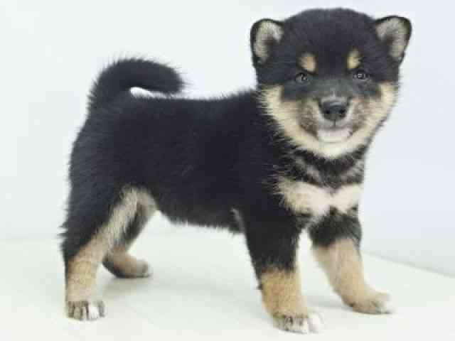 福岡県の柴犬(標準サイズ) (ひごペットフレンドリーゆめタウン筑紫野店/2026年2月2日生まれ/女の子/黒)の子犬の2枚目の画像