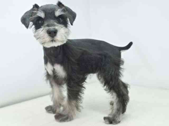 福岡県のミニチュアシュナウザー (ひごペットフレンドリーゆめタウン筑紫野店/2026年1月27日生まれ/女の子/ブラックシルバー)の子犬の2枚目の画像