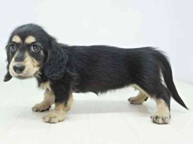 福岡県のミニチュアダックスフンド(ロング) (ひごペットフレンドリーゆめタウン筑紫野店/2026年1月31日生まれ/女の子/ブラックイエロー)の子犬の2枚目の画像