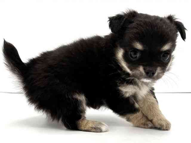 兵庫県のチワワ(ロング) (ひごペットフレンドリークラウンパーク伊丹店/2026年2月1日生まれ/女の子/ブラックタン)の子犬の2枚目の画像