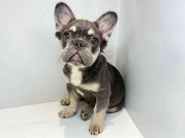 大阪府のフレンチブルドッグ (ひごペットフレンドリーセブンパーク天美店/2026年1月14日生まれ/男の子/ライラックタン)の子犬の2枚目の画像