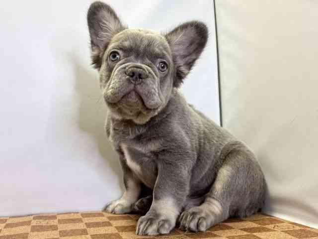 愛媛県のフレンチブルドッグ (ひごペットフレンドリーエミフルMASAKI店/2026年1月14日生まれ/男の子/ライラックタン)の子犬の2枚目の画像