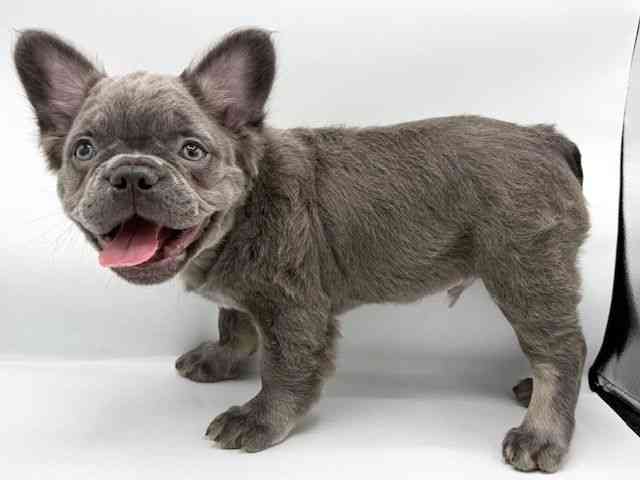 大阪府のフレンチブルドッグ (ひごペットフレンドリーららぽーとEXPOCITY店/2026年1月14日生まれ/男の子/ブルー)の子犬の2枚目の画像