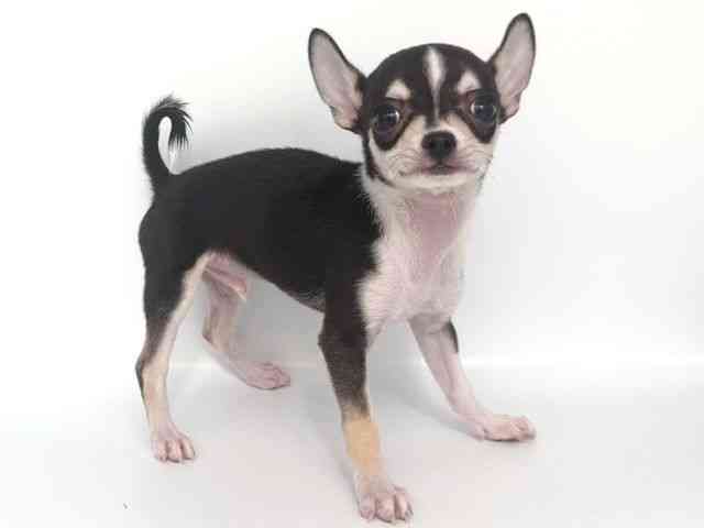 大阪府のチワワ(スムース) (ひごペットフレンドリー岸和田店/2026年2月4日生まれ/男の子/ブラックタンホワイト)の子犬の2枚目の画像