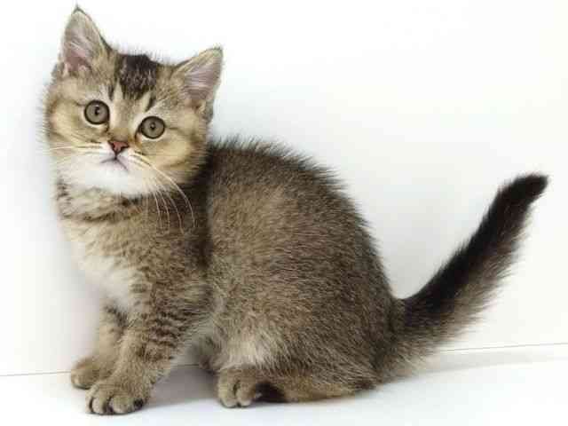 大阪府のブリティッシュショートヘアー (ひごペットフレンドリーいこらもーる泉佐野店/2026年1月30日生まれ/男の子/シェーデットゴールデン)の子猫の2枚目の画像