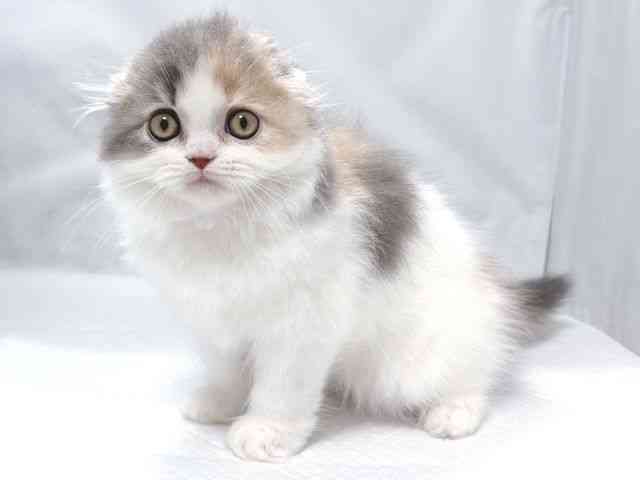 大阪府のスコティッシュフォールド (ひごペットフレンドリー堺プラットプラット店/2026年1月24日生まれ/女の子/ダイリュートキャリコ)の子猫の2枚目の画像