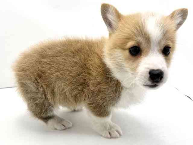 兵庫県のウェルシュコーギーペンブローク (ひごペットフレンドリークラウンパーク伊丹店/2026年2月4日生まれ/男の子/レッドホワイト)の子犬の2枚目の画像