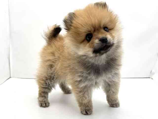 兵庫県のポメラニアン (ひごペットフレンドリークラウンパーク伊丹店/2026年2月4日生まれ/女の子/オレンジ)の子犬の2枚目の画像