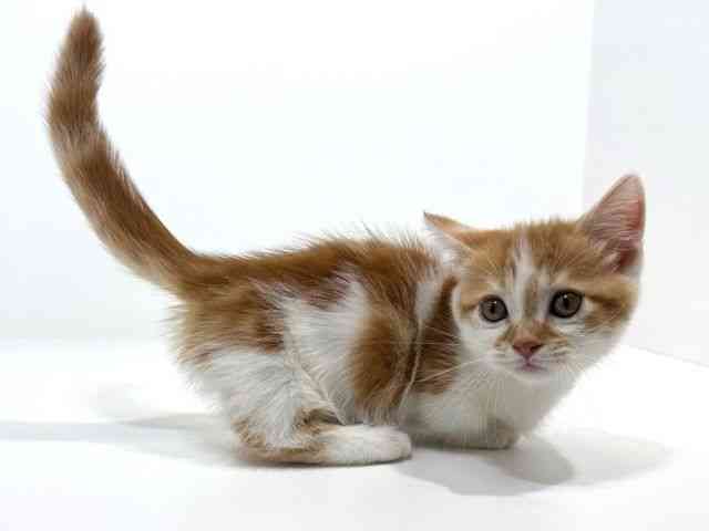 兵庫県のマンチカン (ひごペットフレンドリーイトーヨーカドー明石店/2026年2月2日生まれ/男の子/レッドタビーホワイト)の子猫の2枚目の画像