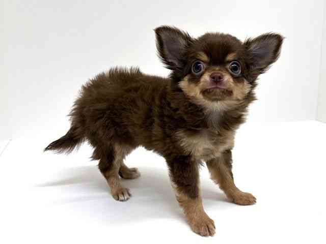 兵庫県のチワワ(ロング) (ひごペットフレンドリーブルメールHAT神戸店/2026年2月8日生まれ/女の子/チョコレートタン)の子犬の2枚目の画像