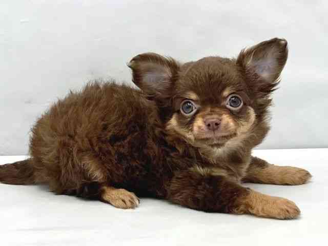 大阪府のチワワ(ロング) (ひごペットフレンドリーイトーヨーカドー津久野店/2026年2月8日生まれ/女の子/チョコレートタン)の子犬の2枚目の画像