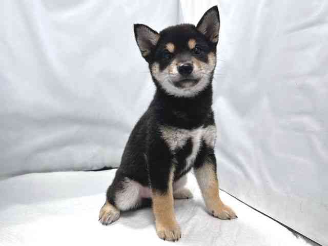 大阪府の柴犬(標準サイズ) (ひごペットフレンドリー堺プラットプラット店/2026年2月8日生まれ/男の子/黒)の子犬の2枚目の画像