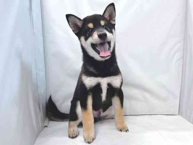 大阪府の柴犬(標準サイズ) (ひごペットフレンドリー堺プラットプラット店/2026年2月8日生まれ/男の子/黒)の子犬の2枚目の画像