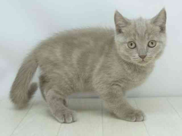 福岡県のブリティッシュショートヘアー (ひごペットフレンドリーゆめタウン筑紫野店/2026年2月7日生まれ/男の子/ライラック)の子猫の2枚目の画像