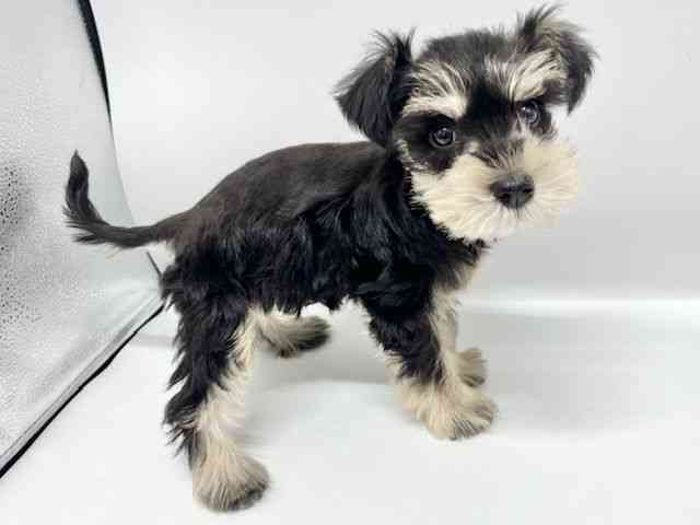 大阪府のミニチュアシュナウザー (ひごペットフレンドリーイオンタウン豊中庄内店/2026年2月6日生まれ/女の子/ブラックシルバー)の子犬の2枚目の画像