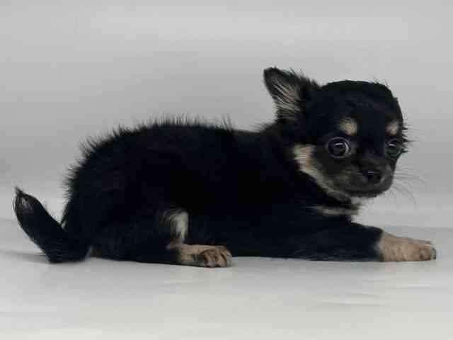 徳島県のチワワ(ロング) (ひごペットフレンドリーゆめタウン徳島店/2026年2月8日生まれ/女の子/ブラックタン)の子犬の2枚目の画像