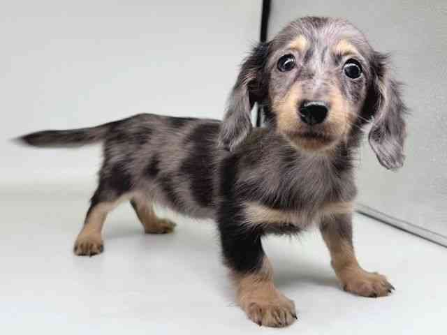 大阪府のミニチュアダックスフンド(ロング) (ひごペットフレンドリー瓜破店/2026年2月6日生まれ/女の子/シルバーダップル)の子犬の2枚目の画像