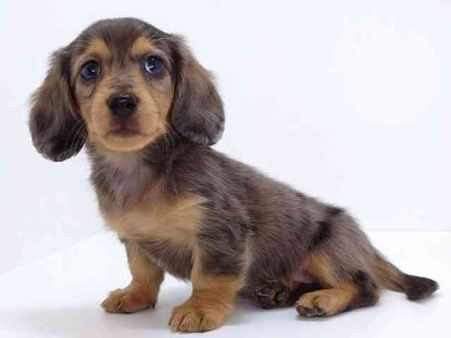 大阪府のミニチュアダックスフンド(ロング) (ひごペットフレンドリーいこらもーる泉佐野店/2026年2月6日生まれ/女の子/シルバーダップル)の子犬の2枚目の画像