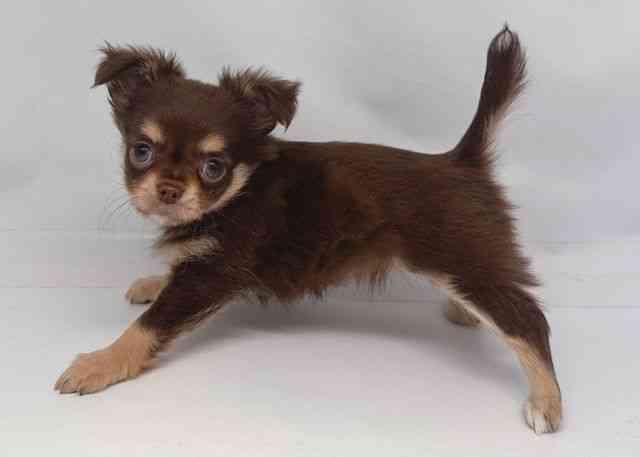 鳥取県のチワワ(ロング) (ひごペットフレンドリーイオンモール鳥取北店/2026年2月5日生まれ/女の子/チョコレートタンホワイト)の子犬の2枚目の画像