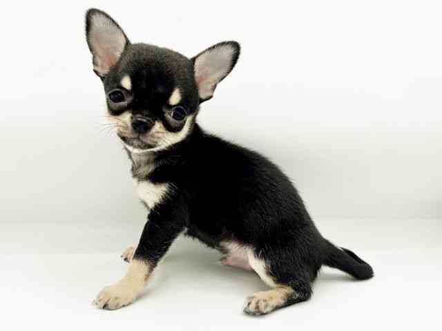 兵庫県のチワワ(スムース) (ひごペットフレンドリーコロワ甲子園店/2026年2月1日生まれ/男の子/ブラックタン)の子犬の2枚目の画像