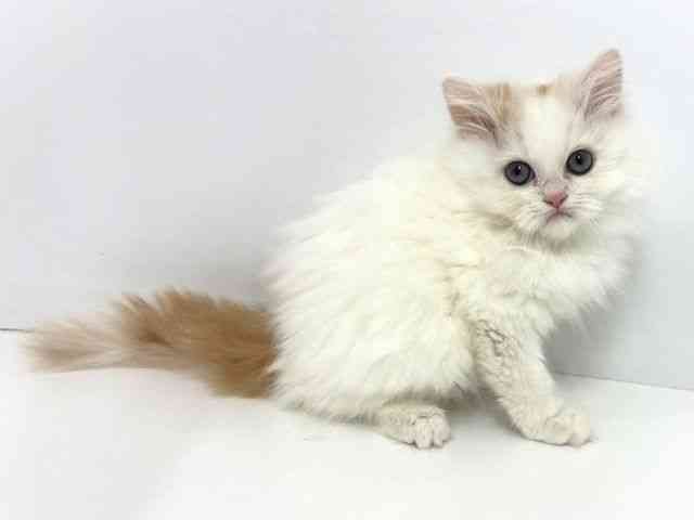 大阪府のサイベリアン (ひごペットフレンドリーベルファⅡ都島店/2026年2月7日生まれ/男の子/カメオホワイト)の子猫の2枚目の画像