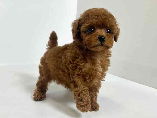 大阪府のトイプードル(トイ) (ひごペットフレンドリーアクロスプラザ住之江店/2026年2月6日生まれ/男の子/レッド)の子犬の2枚目の画像