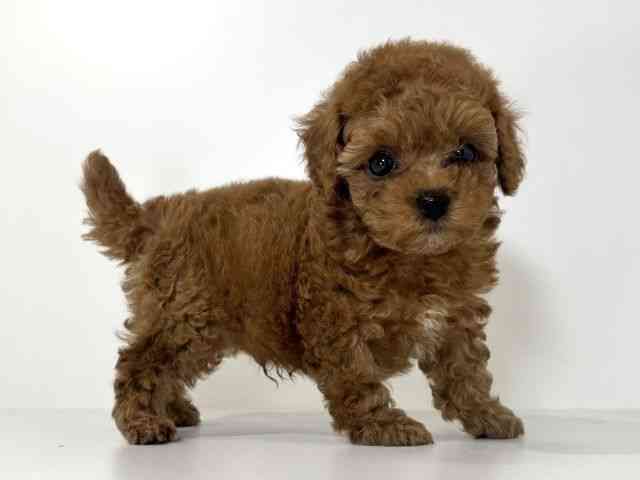 兵庫県のトイプードル(トイ) (ひごペットフレンドリーイトーヨーカドー明石店/2026年2月6日生まれ/男の子/レッド)の子犬の2枚目の画像