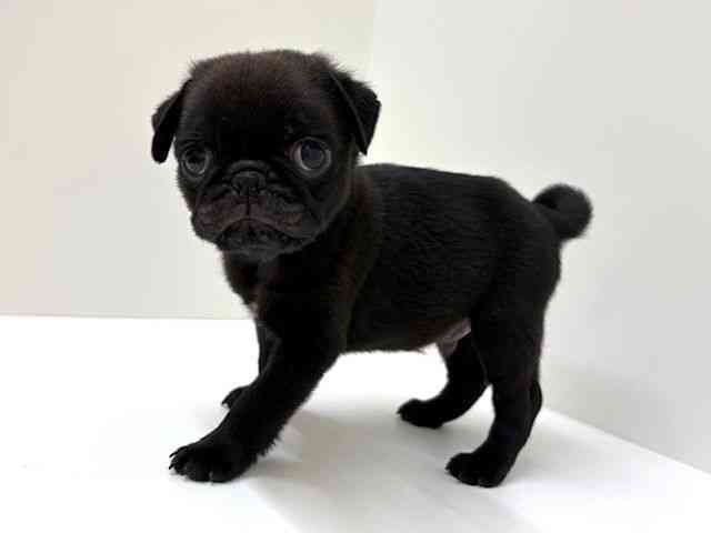 兵庫県のパグ (ひごペットフレンドリーブルメールHAT神戸店/2026年2月5日生まれ/男の子/ブラック)の子犬の2枚目の画像