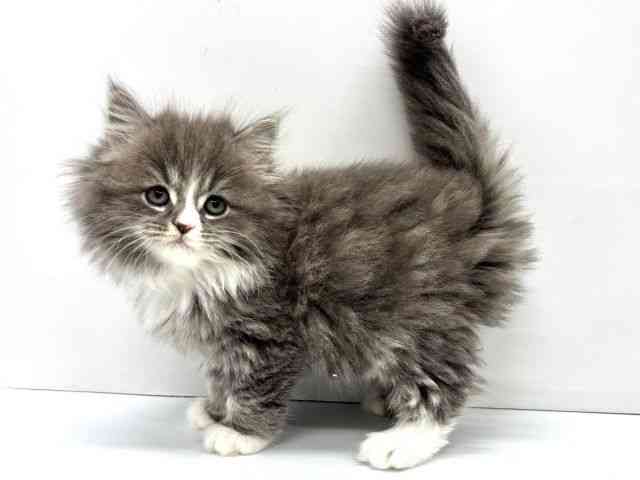 大阪府のサイベリアン (ひごペットフレンドリーイオンタウン茨木太田店/2026年2月1日生まれ/女の子/ブルータビーホワイト)の子猫の2枚目の画像