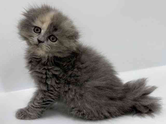 大阪府のスコティッシュフォールド (ひごペットフレンドリーアクロスプラザ住之江店/2026年2月7日生まれ/女の子/ブルークリーム)の子猫の2枚目の画像