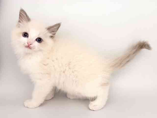 奈良県のラグドール (ひごペットフレンドリー田原本店/2026年2月6日生まれ/女の子/ブルーポイントバイカラー)の子猫の2枚目の画像