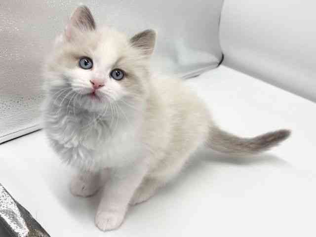 大阪府のラグドール (ひごペットフレンドリーイオンタウン豊中庄内店/2026年2月5日生まれ/男の子/ブルーポイントバイカラー)の子猫の2枚目の画像