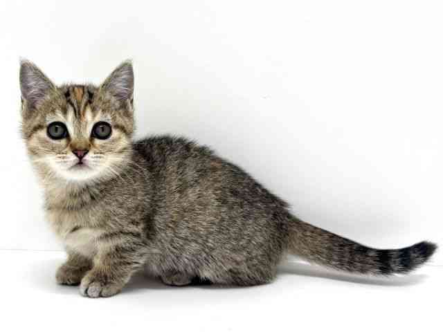 大阪府のマンチカン (ひごペットフレンドリーくずはモール店/2026年2月4日生まれ/女の子/ブラウンパッチドタビー)の子猫の2枚目の画像