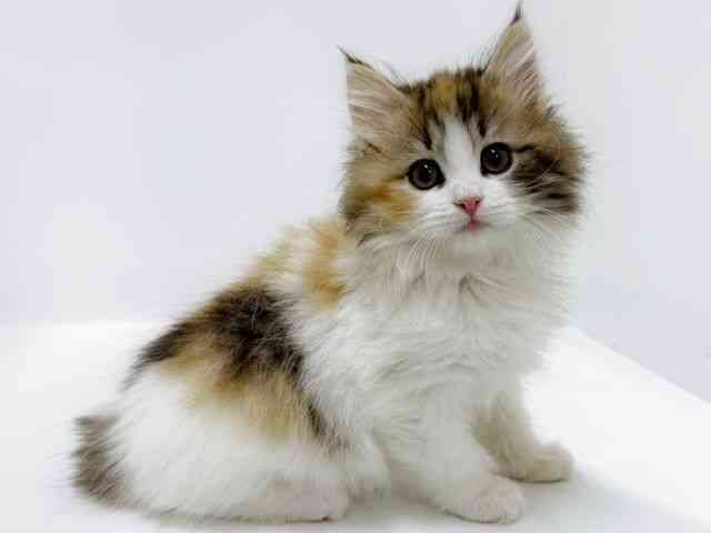 大阪府のノルウェージャンフォレストキャット (ひごペットフレンドリーアクロスプラザ住之江店/2026年2月1日生まれ/女の子/キャリコ)の子猫の2枚目の画像