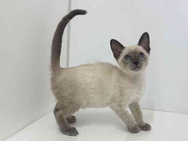 大阪府のシャム (ひごペットフレンドリーベルファⅡ都島店/2026年2月5日生まれ/女の子/ブルーポイント)の子猫の2枚目の画像