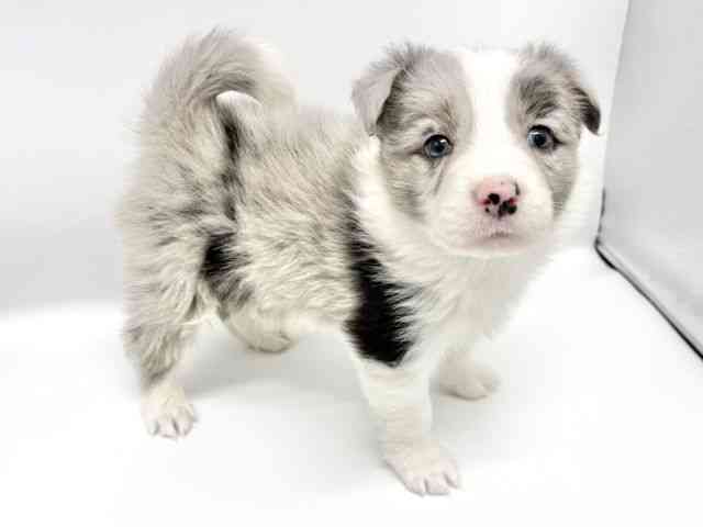 大阪府のボーダーコリー (ひごペットフレンドリーイオンタウン豊中庄内店/2026年2月4日生まれ/男の子/ブルーマール)の子犬の2枚目の画像