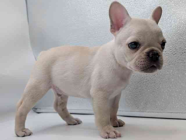香川県のフレンチブルドッグ (ひごペットフレンドリーゆめタウン高松店/2026年2月8日生まれ/男の子/クリーム)の子犬の2枚目の画像