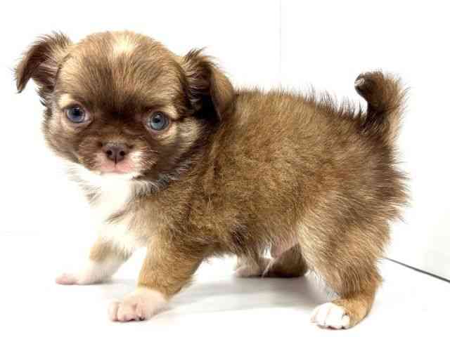 大阪府のチワワ(ロング) (ひごペットフレンドリーイオンタウン茨木太田店/2026年2月6日生まれ/男の子/チョコレートフォーンホワイト)の子犬の2枚目の画像