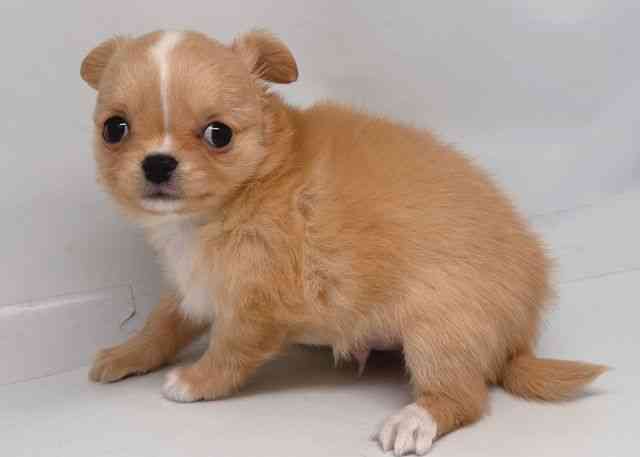 鳥取県のチワワ(ロング) (ひごペットフレンドリーイオンモール鳥取北店/2026年2月7日生まれ/男の子/クリーム)の子犬の2枚目の画像