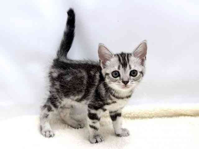 広島県のアメリカンショートヘアー (ひごペットフレンドリーゆめタウン廿日市店/2026年2月6日生まれ/女の子/シルバータビー)の子猫の2枚目の画像